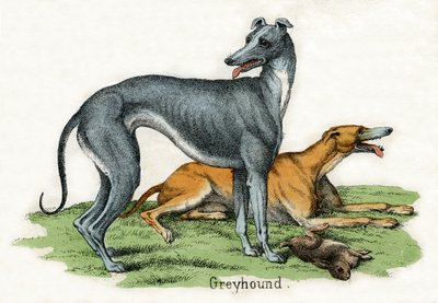 Dwa charty z Historii naturalnej zwierząt autorstwa American School