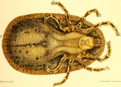 Widok brzuszny Argusa miniaturowego, ilustracja z "Cattle ticks (Ixodoidea) of the United States" autorstwa DE Salmona i Charlesa Wardella autorstwa American School