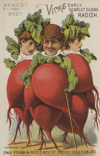 Rzodkiewka Vicks Early Scarlet Globe (chromolitho) autorstwa American School