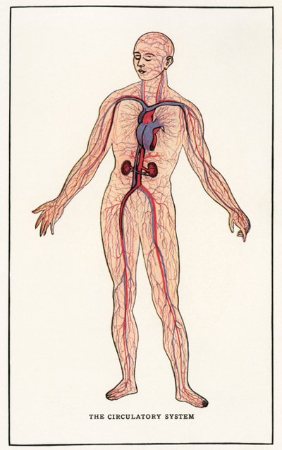 Vintage anatomiczny nadruk ludzkiego układu krążenia autorstwa American School