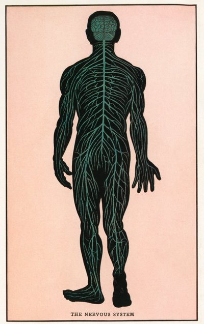 Zabytkowy wydruk anatomiczny ludzkiego układu nerwowego autorstwa American School