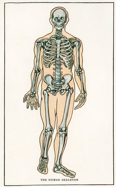 Anatomiczny wydruk ludzkiego szkieletu w stylu vintage autorstwa American School