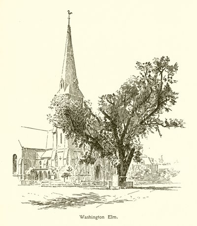 Wiąz Waszyngtona, Cambridge autorstwa American School