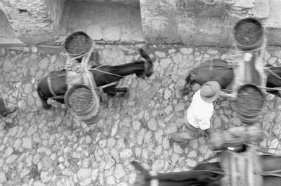 ASSES TRANSPORT GRAPE, Melissa autorstwa Ando Gilardi