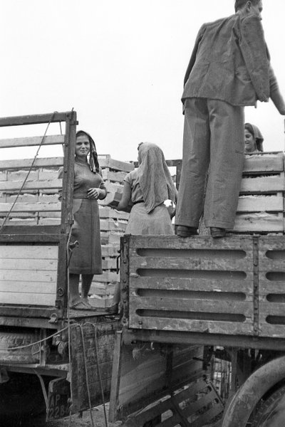 GORZKIE WINOGRONA - MANDARYNKI DLA SPEDYTORA autorstwa Ando Gilardi