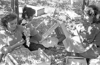 GORZKIE WINOGRONA - PAKOWANIE POD PERGOLĄ autorstwa Ando Gilardi