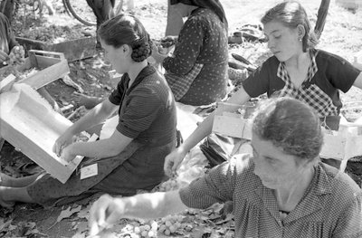 GORZKIE WINOGRONA - WINOGRONOWA MONDINE autorstwa Ando Gilardi