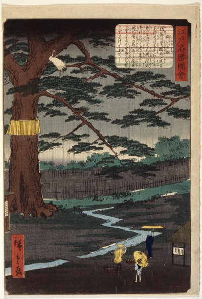 Sosna Miyuki (kolorowy drzeworyt) autorstwa Ando or Utagawa Hiroshige