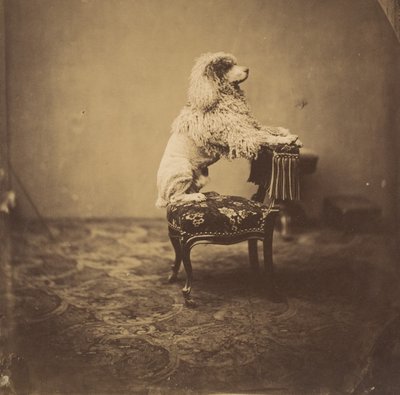[Pudel cesarzowej Eugenii], lata 50. XIX wieku. autorstwa Andre Adolphe Eugene Disderi