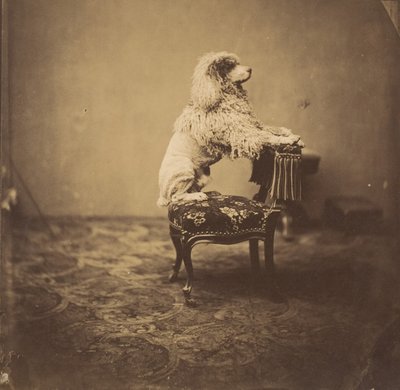 [Pudel cesarzowej Eugenii], lata 50. XIX wieku. autorstwa Andre Adolphe Eugene Disderi