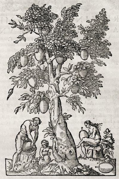 Drzewo chlebowe, rycina Andre Thevet (1504-1592), Paryż, Francja autorstwa Andre Thevet