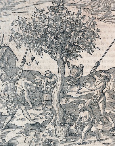 Zbiór pieprzu na wyspie Jawa, rycina z Uniwersalnej kosmologii Andre Theveta (1504-1592), Paryż autorstwa Andre Thevet