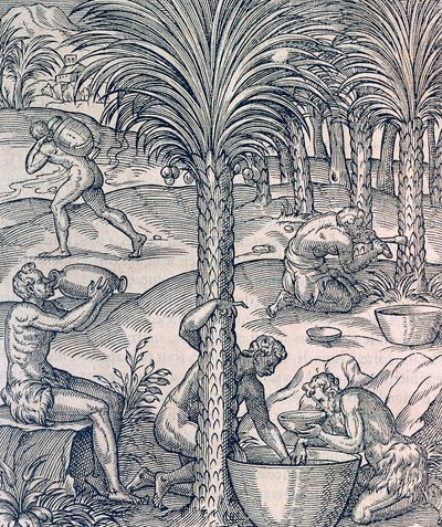 Mieszkańcy Wysp Zielonego Przylądka przyrządzający napoje z palm, rycina z Uniwersalnej kosmologii, Andre Thevet (1504-1592), Paryż autorstwa Andre Thevet