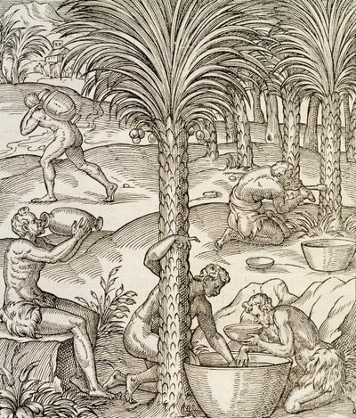 Mieszkańcy Wysp Zielonego Przylądka przyrządzający napoje z palm, rycina z Uniwersalnej kosmologii, Andre Thevet (1504-1592), Paryż, Afryka, 1575 autorstwa Andre Thevet