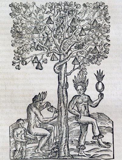 Owoc Nana, tropikalna roślina lecznicza, rycina z Universal Cosmology, Andre Thevet (1504-1592), Paryż autorstwa Andre Thevet
