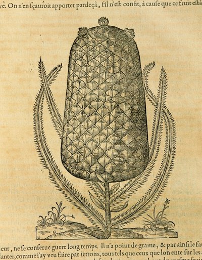 Ananas (ananas comosus), grawer Andre Thevet autorstwa Andre Thevet