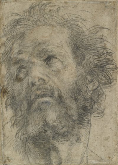 Głowa mężczyzny (czarna kreda na papierze) autorstwa Andrea del Sarto