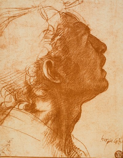 Mężczyzna Głowa autorstwa Andrea del Sarto