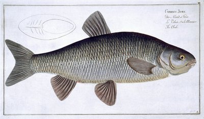 Chub (Cyprinus Jeses) płyta VI z 