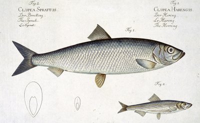 Śledź (Clupea Harengus) (ryc. 1) i szprot (Clupea Sprattus) talerz XXIX z 