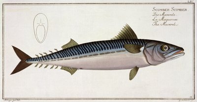 Makrela (Scomber Scomber) tablica LIV z "Ichthyologie, ou histoire naturelle generale et particuliere des poissons", autor Marcus Elieser Bloch (1723-99), rytował Gabriel Bodenehr (1673-1766), wyd. autorstwa Andreas-Ludwig Kruger