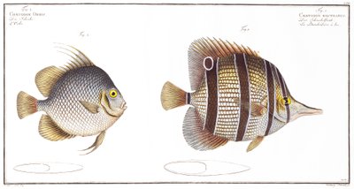 Orb fish: and Billed fish, opublikowane przez Black, c.1790 (druk) autorstwa Andreas-Ludwig Kruger