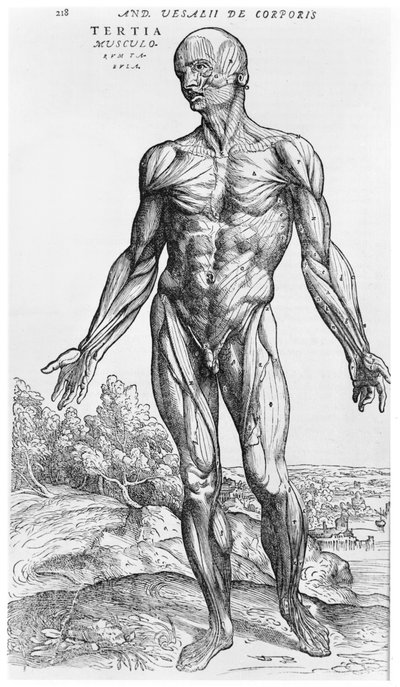 Studium anatomiczne, ilustracja z „De Humani Corporis Fabrica” Andreasa Starra (1514-64) Bazylea, 1543 autorstwa Andreas Vesalius