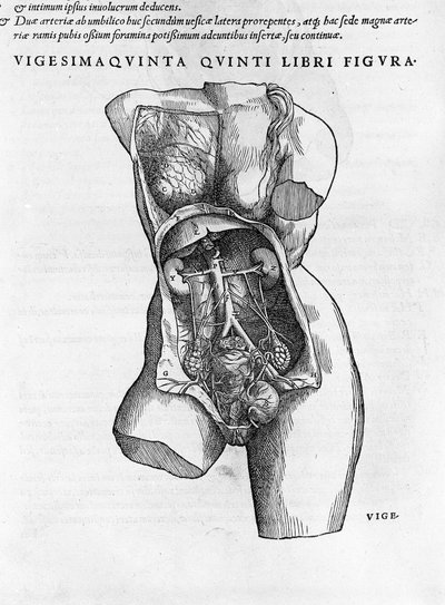 Anatomiczna deska kobiecego biustu. Grawerowanie w „Humani Corpis Fabrica Libri Septem” autorstwa Andrea Vesaliusa (1514-1564), doktora Karola V., Bale autorstwa Andreas Vesalius