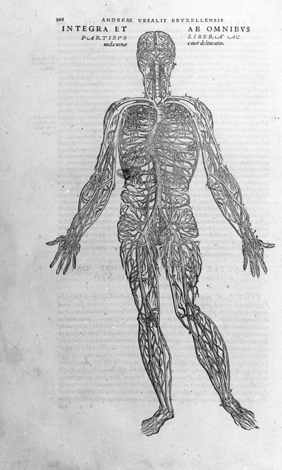Andrea Vesalio (1514 - 1564), lekarz Karola V autorstwa Andreas Vesalius