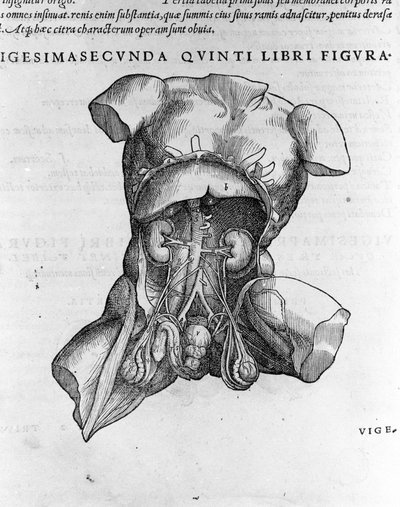 Andrea Vesalio (1514 - 1564), lekarz Karola V autorstwa Andreas Vesalius