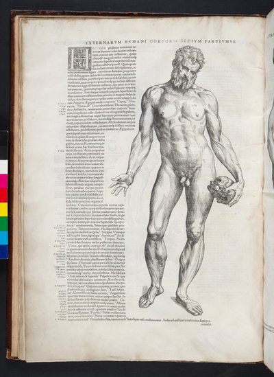 Herkules, ilustracja z „Uosobienie ludzkiego ciała”, Bazylea, 1543 autorstwa Andreas Vesalius