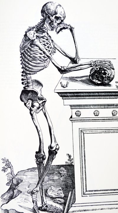 Ludzki szkielet z czaszką w dłoni. Z „De Humani Corporis Fabrica” Vesaliusa. Możliwy drwal: Jan von Calcar autorstwa Andreas Vesalius