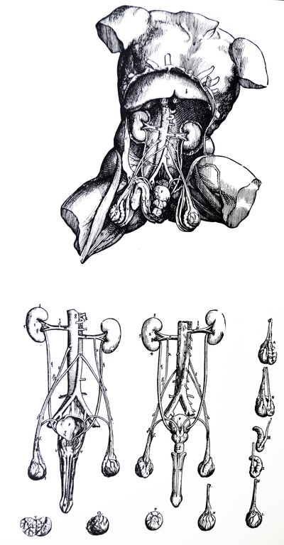 Tabliczki z piątej księgi De Humani Corporis Fabrica autorstwa Andreas Vesalius
