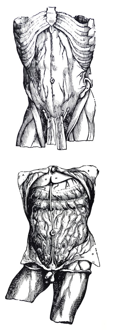 Tablice z V Księgi De Humani Corporis Fabrica autorstwa Andreas Vesalius