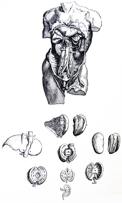 Tablice z V Księgi De Humani Corporis Fabrica autorstwa Andreas Vesalius