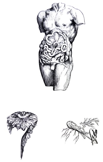 Tablice z V Księgi De Humani Corporis Fabrica autorstwa Andreas Vesalius