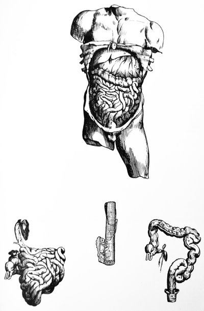 Tabliczki z piątej księgi De Humani Corporis Fabrica autorstwa Andreas Vesalius