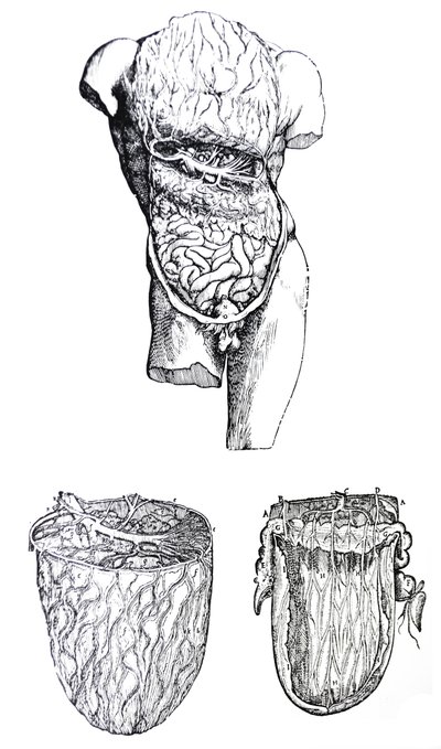 Tablice z V Księgi De Humani Corporis Fabrica autorstwa Andreas Vesalius