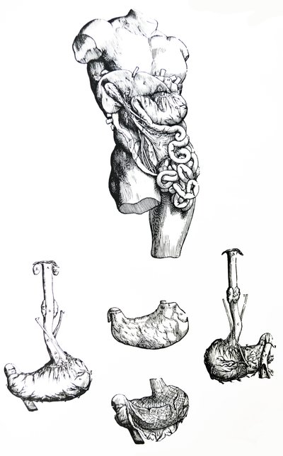 Tablice z V Księgi De Humani Corporis Fabrica autorstwa Andreas Vesalius