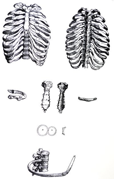 Plansze z pierwszej księgi De Humani Corporis Fabrica autorstwa Andreas Vesalius