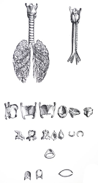 Płyty z I Księgi De Humani Corporis Fabrica autorstwa Andreas Vesalius