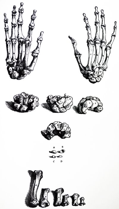 Płyty z I Księgi De Humani Corporis Fabrica autorstwa Andreas Vesalius