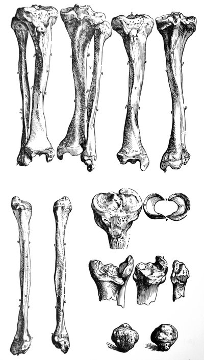 Płyty z I Księgi De Humani Corporis Fabrica autorstwa Andreas Vesalius