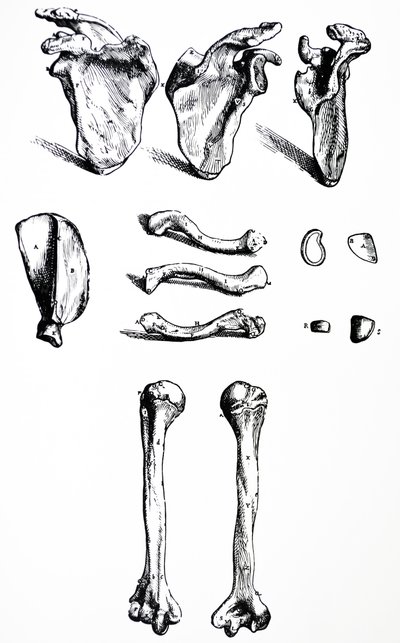 Płyty z I Księgi De Humani Corporis Fabrica autorstwa Andreas Vesalius