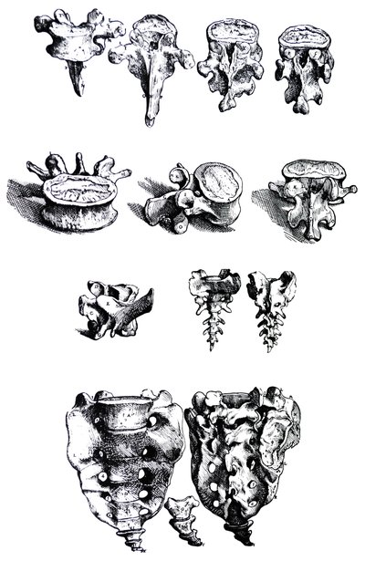 Płyty z I Księgi De Humani Corporis Fabrica autorstwa Andreas Vesalius