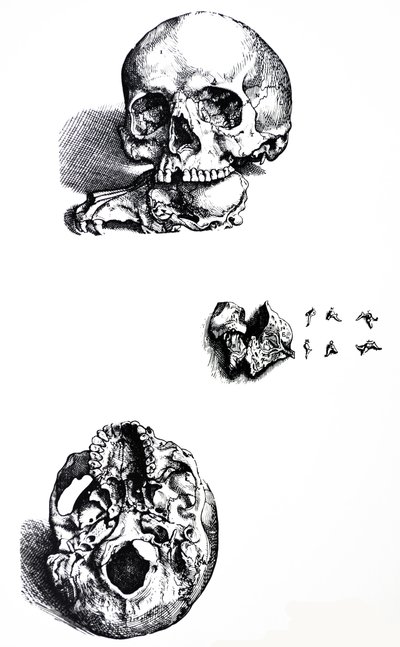 Płyty z I Księgi De Humani Corporis Fabrica autorstwa Andreas Vesalius