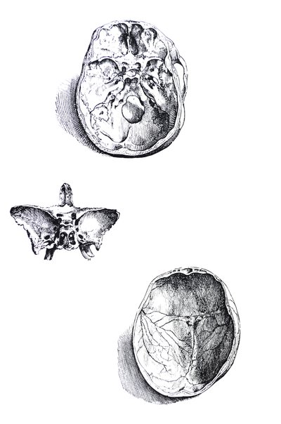 Płyty z I Księgi De Humani Corporis Fabrica autorstwa Andreas Vesalius