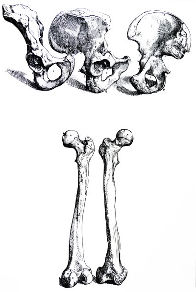 Płyty z I Księgi De Humani Corporis Fabrica autorstwa Andreas Vesalius