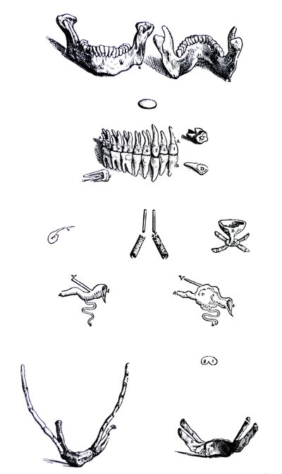 Płyty z I Księgi De Humani Corporis Fabrica autorstwa Andreas Vesalius