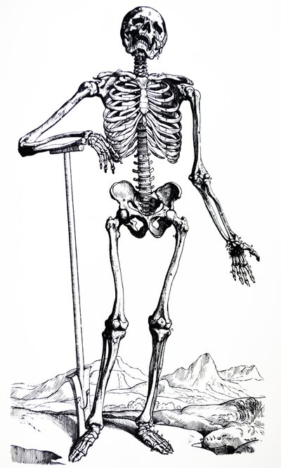 Płyty z I Księgi De Humani Corporis Fabrica autorstwa Andreas Vesalius